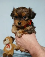 Kobe, a male Shih Tzu and Yorkshire Terrier for sale in Perry, GA – Photo 1 of 5