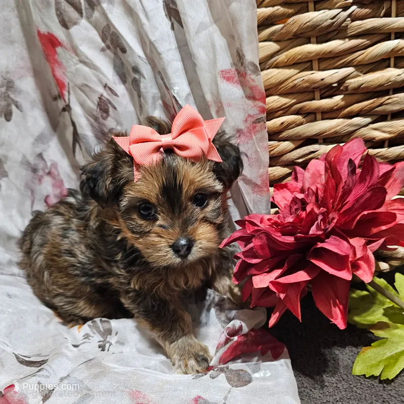 Bella – Yorkshire Terrier, Shorkie puppy for sale in Perry, GA
