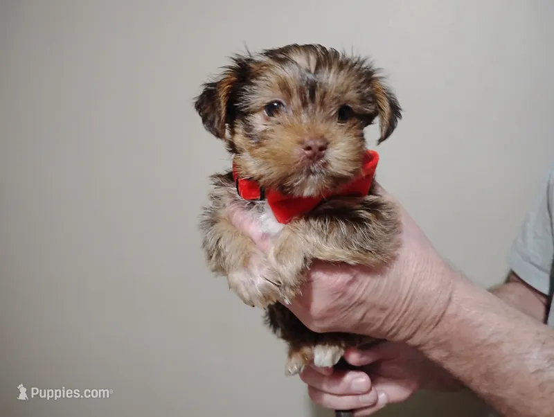 Bodhi – Yorkshire Terrier, Shorkie puppy for sale in Perry, GA