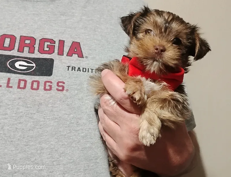 Bodhi – Yorkshire Terrier, Shorkie puppy for sale in Perry, GA