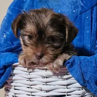 Bodhi, a male Yorkshire Terrier and Shorkie for sale in Perry, GA – 3 of 5
