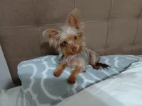Bentley, a male Yorkshire Terrier and Shorkie for sale in Perry, GA – Photo 6 of 7
