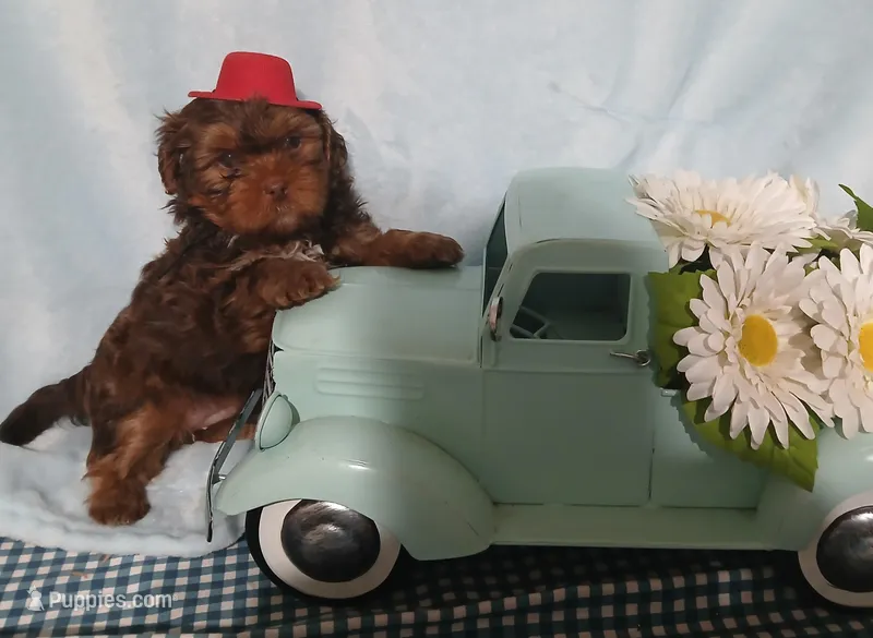 Bentley – Yorkshire Terrier, Shorkie puppy for sale in Perry, GA