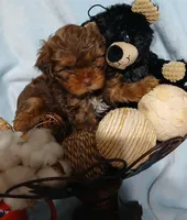 Bentley, a male Yorkshire Terrier and Shorkie for sale in Perry, GA – Photo 3 of 7