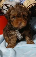 Bentley, a male Yorkshire Terrier and Shorkie for sale in Perry, GA – Photo 5 of 7