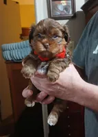 Bentley, a male Yorkshire Terrier and Shorkie for sale in Perry, GA – Photo 4 of 7