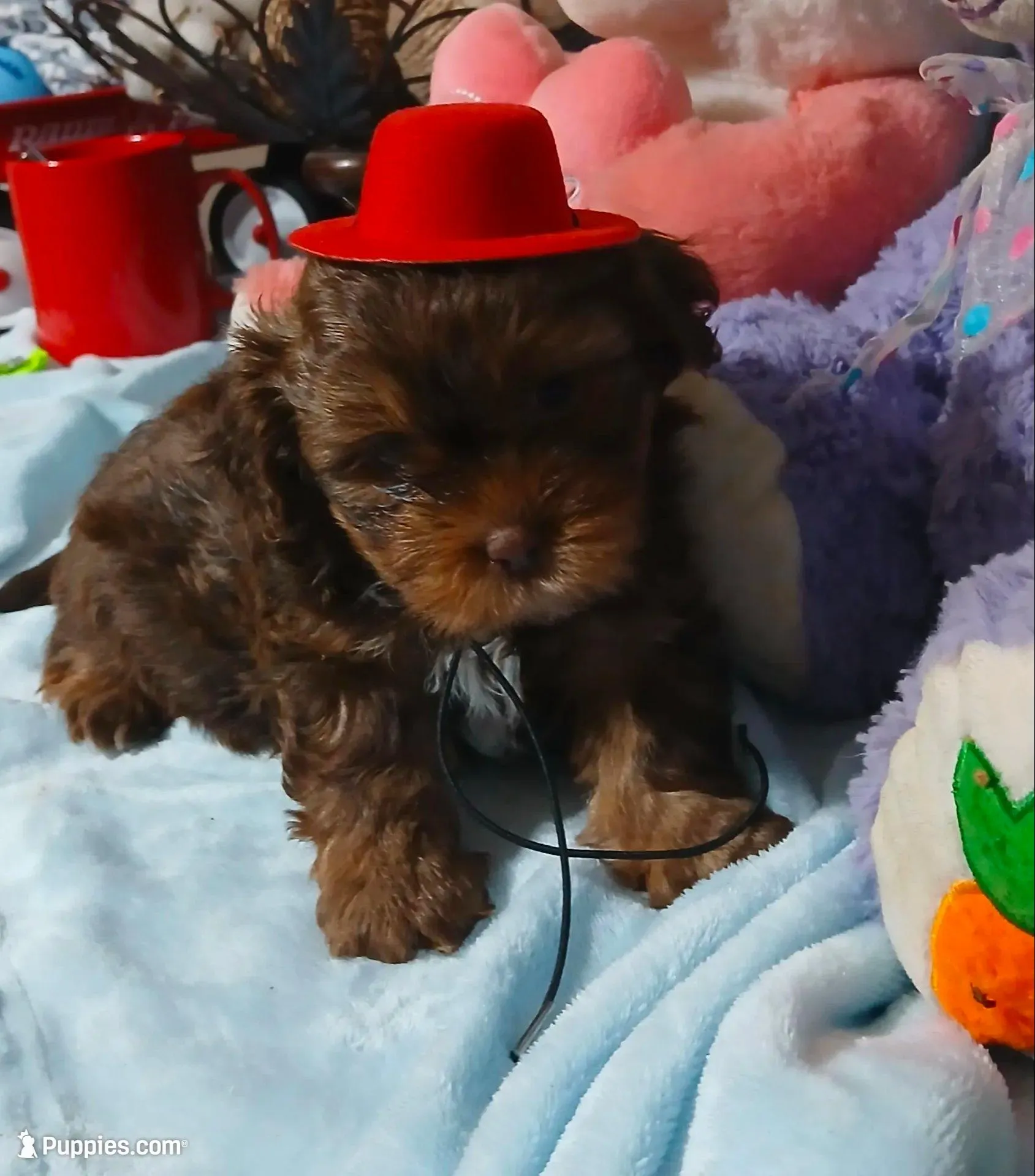 Bentley, a male Yorkshire Terrier and Shorkie for sale in Perry, GA – Photo 2 of 7