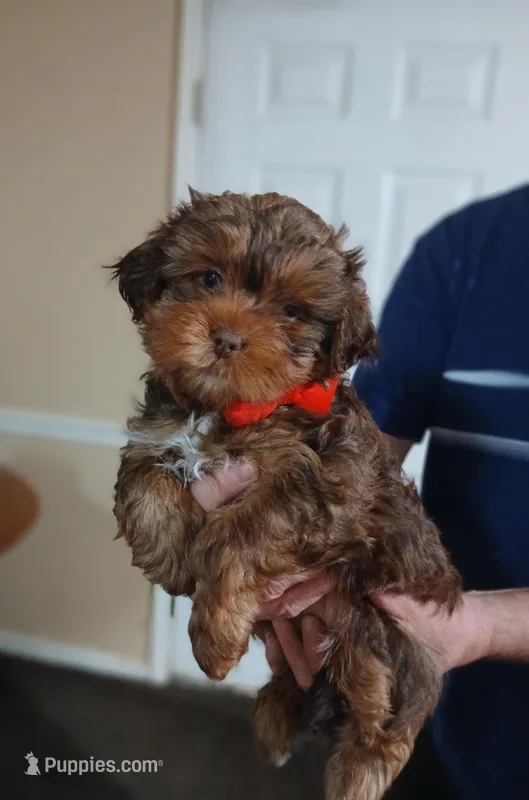 Bentley – Yorkshire Terrier, Shorkie puppy for sale in Perry, GA