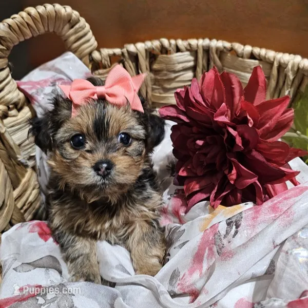 Bella – Yorkshire Terrier, Shorkie puppy for sale in Perry, GA