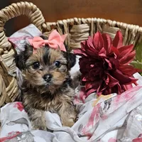 Bella, a female Yorkshire Terrier and Shorkie for sale in Perry, GA – 2 of 5
