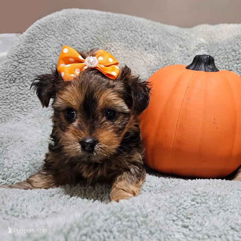 Bella – Yorkshire Terrier, Shorkie puppy for sale in Perry, GA
