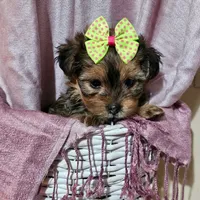 Bella, a female Yorkshire Terrier and Shorkie for sale in Perry, GA – 4 of 5