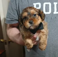 Bailey, a male Yorkshire Terrier and Shorkie for sale in Perry, GA – Photo 2 of 5