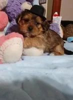 Bailey, a male Yorkshire Terrier and Shorkie for sale in Perry, GA – Photo 3 of 5
