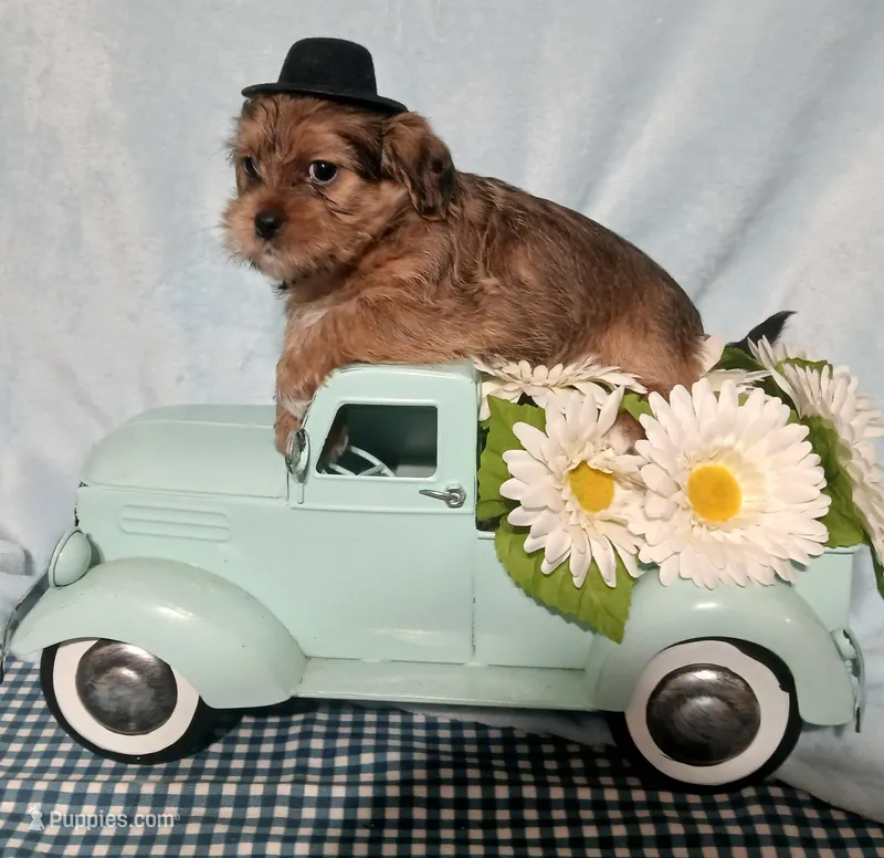 Bailey – Yorkshire Terrier, Shorkie puppy for sale in Perry, GA