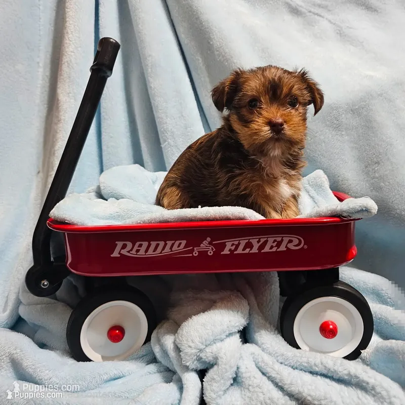 Bodhi – Yorkshire Terrier, Shorkie puppy for sale in Perry, GA