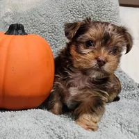 Bodhi, a male Yorkshire Terrier and Shorkie for sale in Perry, GA – 1 of 5
