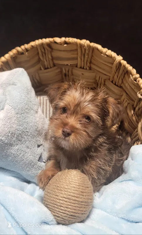 Benjy – Yorkshire Terrier, Shorkie puppy for sale in Perry, GA