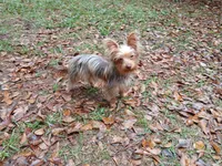 Benjy, a male Yorkshire Terrier and Shorkie for sale in Perry, GA – Photo 6 of 6