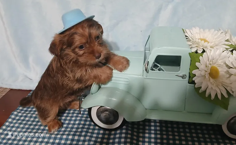 Benjy – Yorkshire Terrier, Shorkie puppy for sale in Perry, GA
