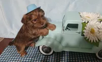 Benjy, a male Yorkshire Terrier and Shorkie for sale in Perry, GA – Photo 1 of 6
