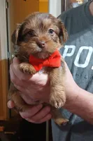 Benjy, a male Yorkshire Terrier and Shorkie for sale in Perry, GA – Photo 3 of 6