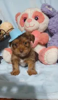 Benjy, a male Yorkshire Terrier and Shorkie for sale in Perry, GA – Photo 2 of 6