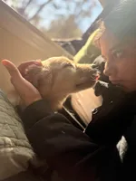 Athena , a female Golden Retriever for sale in Statesville, NC – Photo 5 of 7