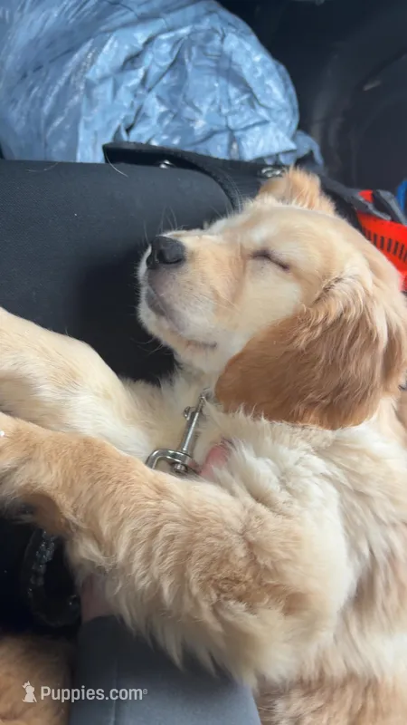 Athena  – Golden Retriever puppy for sale in Statesville, NC