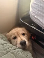 Athena , a female Golden Retriever for sale in Statesville, NC – Photo 2 of 7