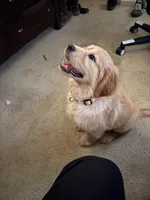 Athena , a female Golden Retriever for sale in Statesville, NC – Photo 6 of 7