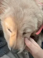 Athena , a female Golden Retriever for sale in Statesville, NC – Photo 3 of 7