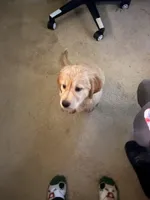 Athena , a female Golden Retriever for sale in Statesville, NC – Photo 7 of 7