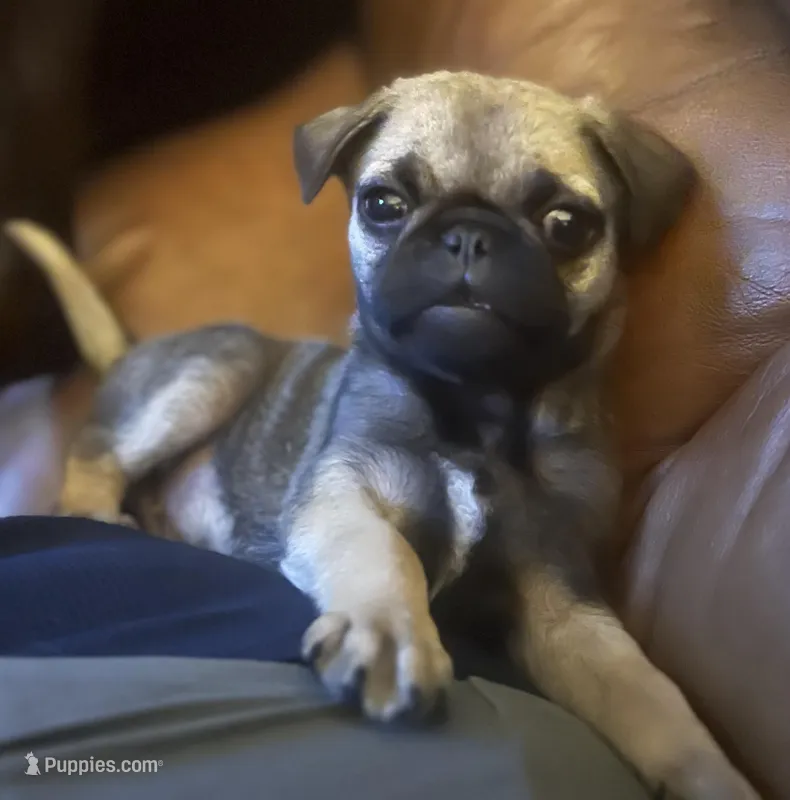 Pug puppy  – Pug puppy for sale in Las Vegas, NV