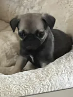 Pug puppy , a male Pug for sale in Las Vegas, NV – Photo 2 of 4