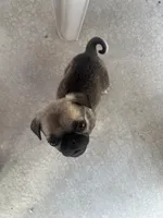 Pug puppy , a male Pug for sale in Las Vegas, NV – Photo 4 of 4