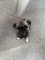 Pug puppy , a male Pug for sale in Las Vegas, NV – Photo 3 of 4