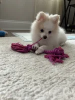 Marshmallow, a female Pomeranian for sale in Covington, LA – 5 of 7