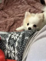 Marshmallow, a female Pomeranian for sale in Covington, LA – 6 of 7