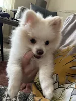 Marshmallow, a female Pomeranian for sale in Covington, LA – 4 of 7