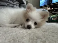 Marshmallow, a female Pomeranian for sale in Covington, LA – 1 of 7