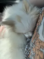 Marshmallow, a female Pomeranian for sale in Covington, LA – 3 of 7