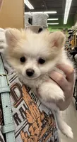 Marshmallow, a female Pomeranian for sale in Covington, LA – 2 of 7