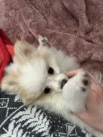 Marshmallow, a female Pomeranian for sale in Covington, LA – 7 of 7
