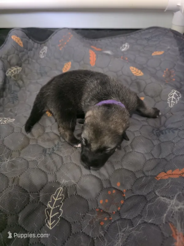 PURPLE collar – Alaskan Malamute, Norwegian Elkhound puppy for sale in King George, VA