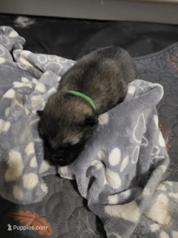 GREEN collar – Alaskan Malamute, Norwegian Elkhound puppy for sale in King George, VA
