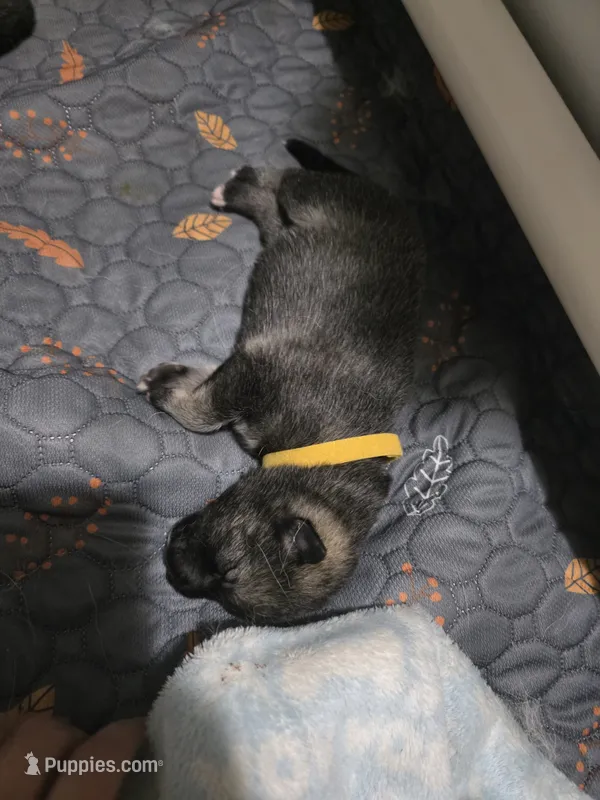 YELLOW collar – Alaskan Malamute, Norwegian Elkhound puppy for sale in King George, VA