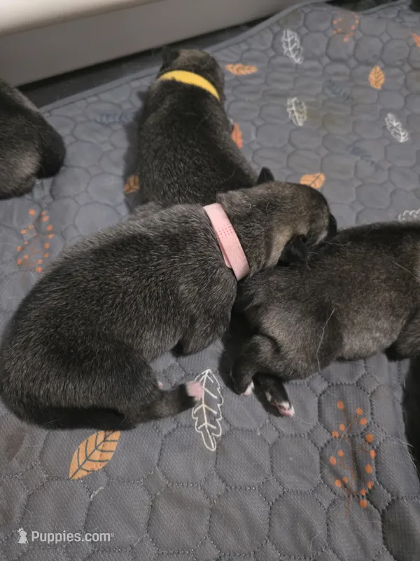 PINK collar – Alaskan Malamute, Norwegian Elkhound puppy for sale in King George, VA