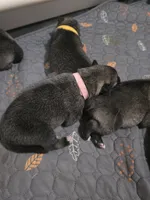 PINK collar, a female Alaskan Malamute and Norwegian Elkhound for sale in King George, VA – 1 of 2