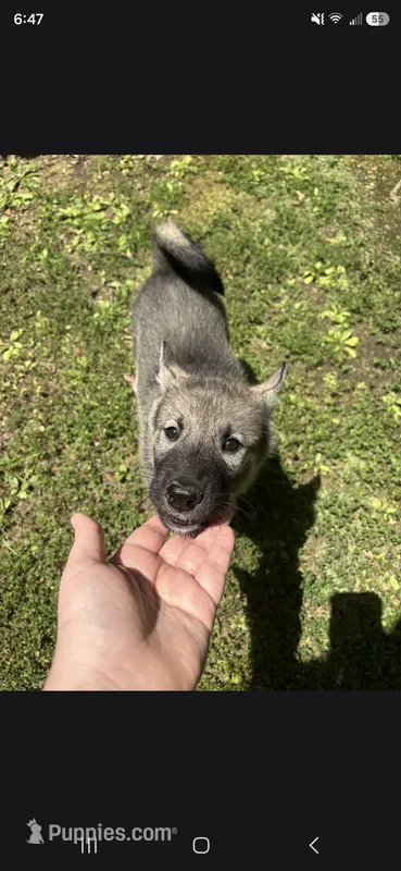 PURPLE collar – Alaskan Malamute, Norwegian Elkhound puppy for sale in King George, VA